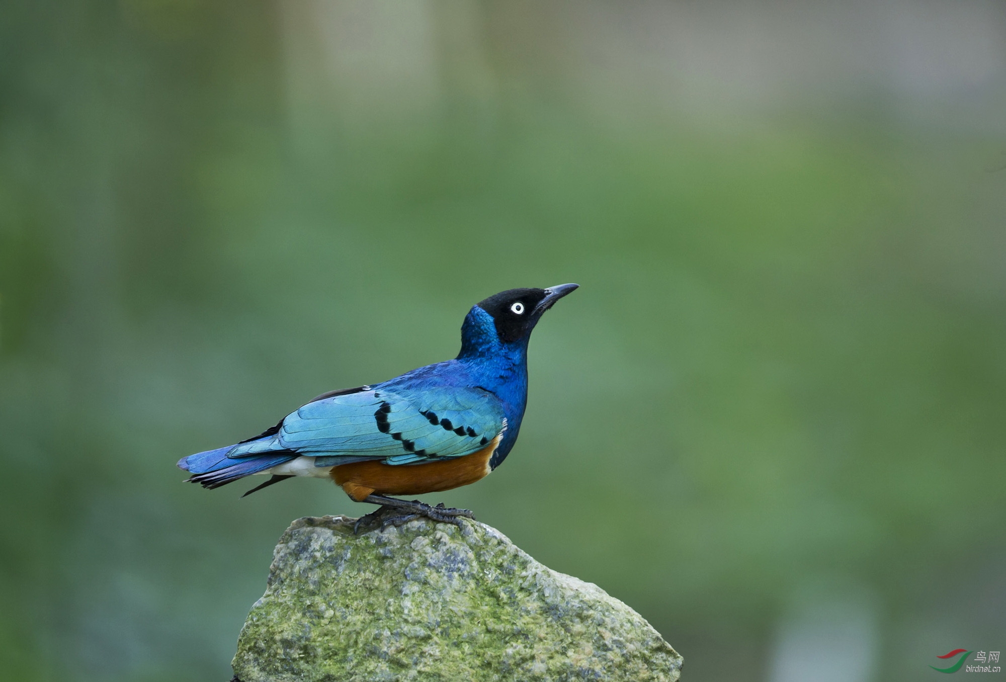 栗头丽椋鸟 - 上海版 shanghai 鸟网