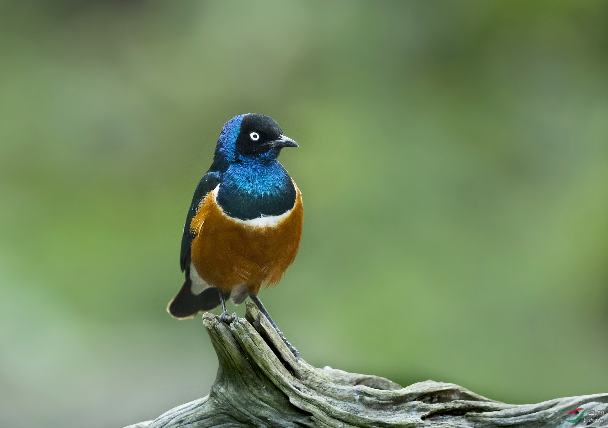 栗头丽椋鸟 - 上海版 shanghai 鸟网