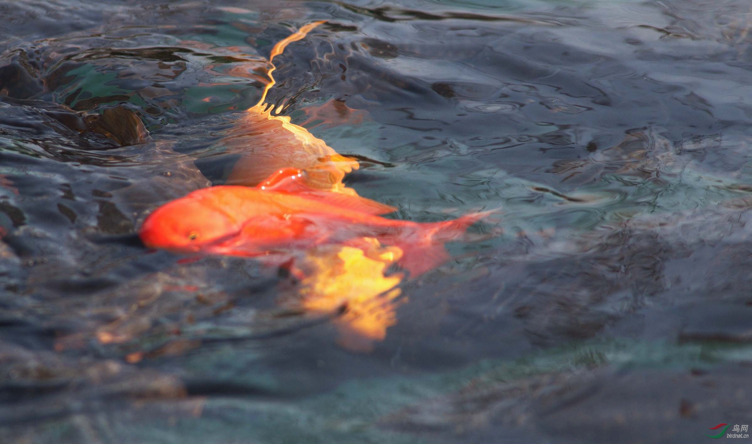 五龙潭的鱼