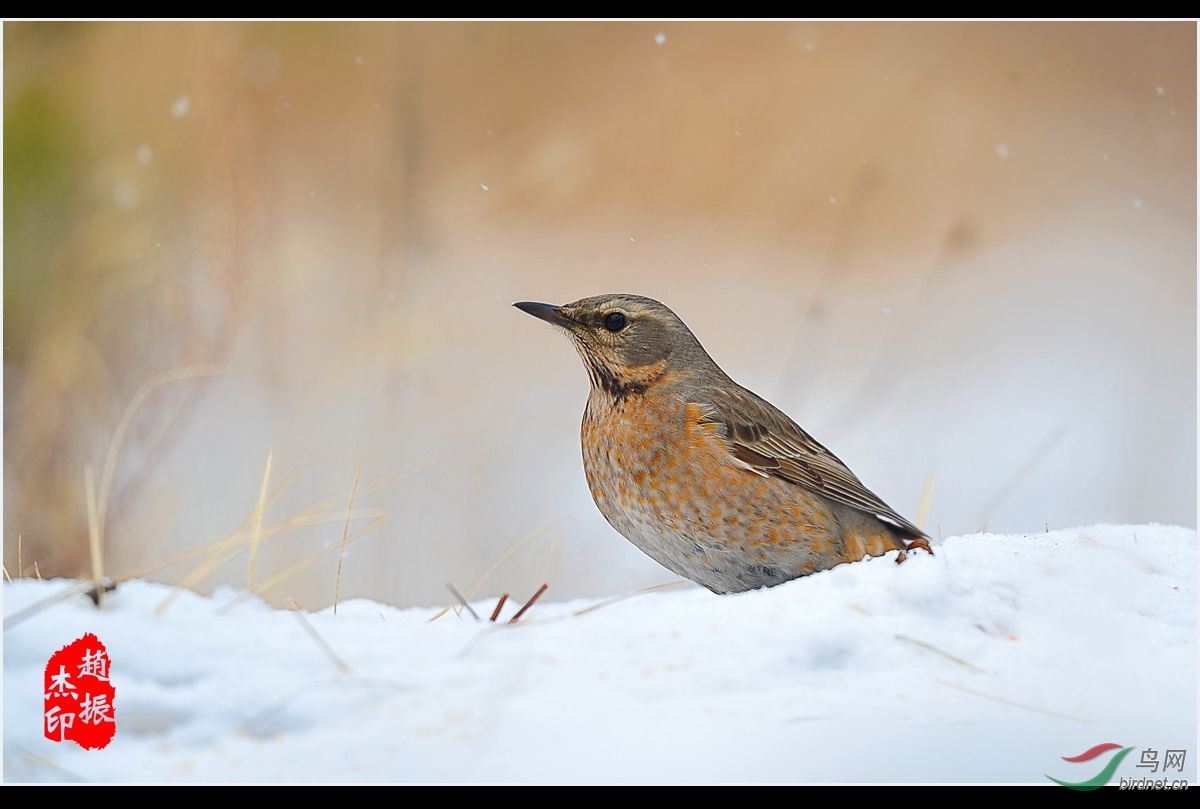 小雪中的班鸫 - 鸟类文化版 鸟网