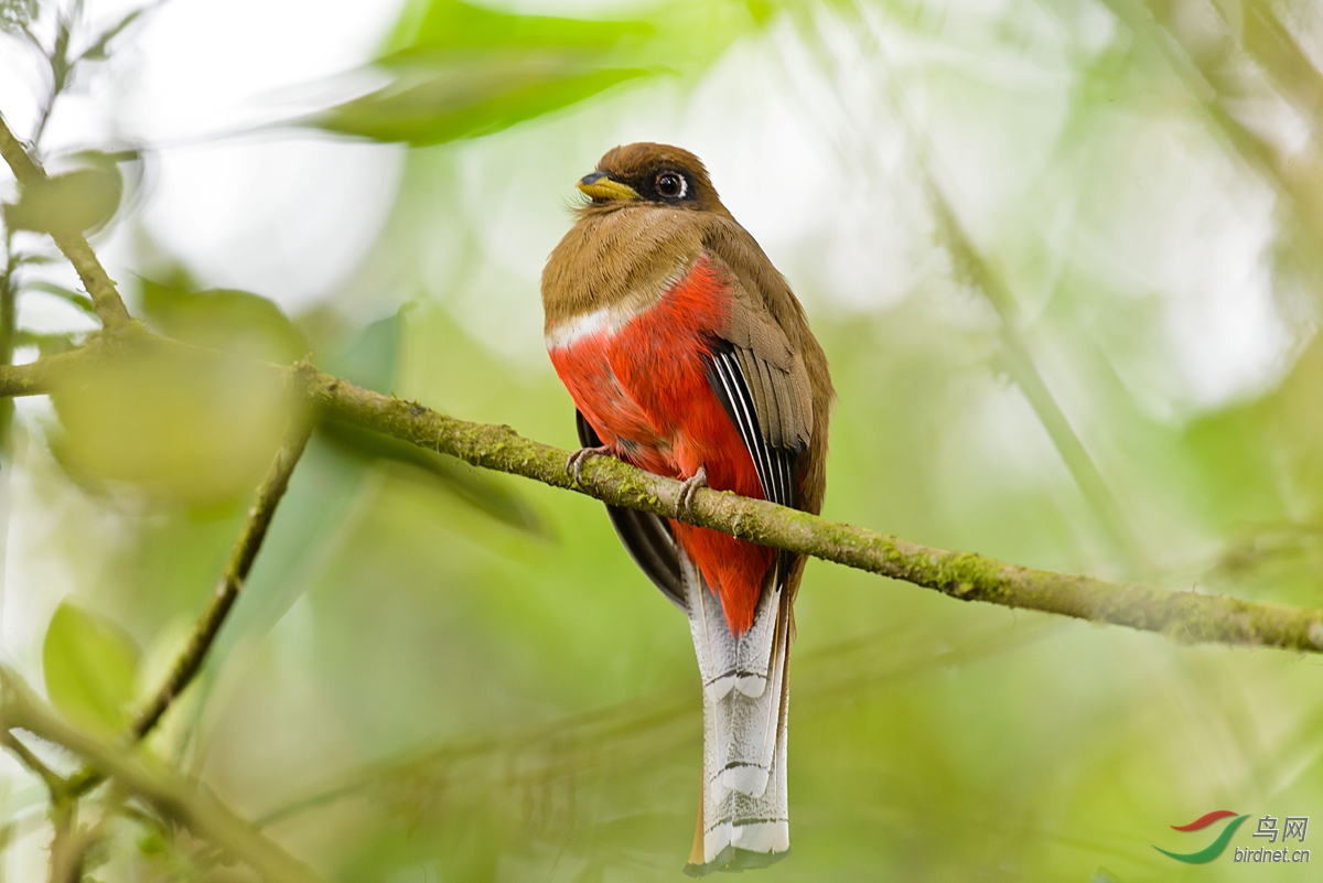 捉虫子的白领美洲咬鹃