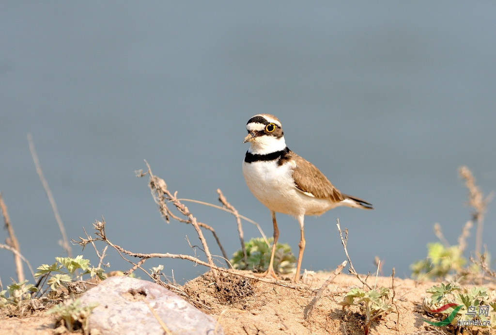 一组金框鸻祝鸟友们新年快乐