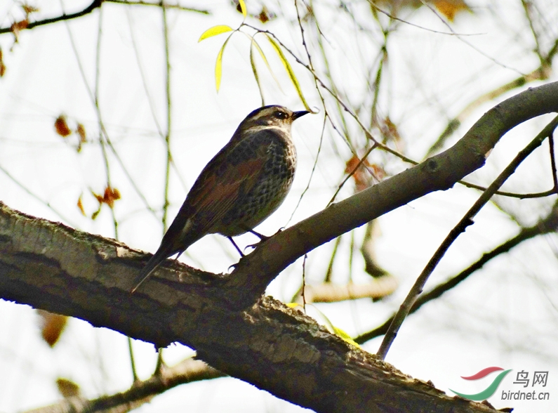 手枪打杂而菜的鸟