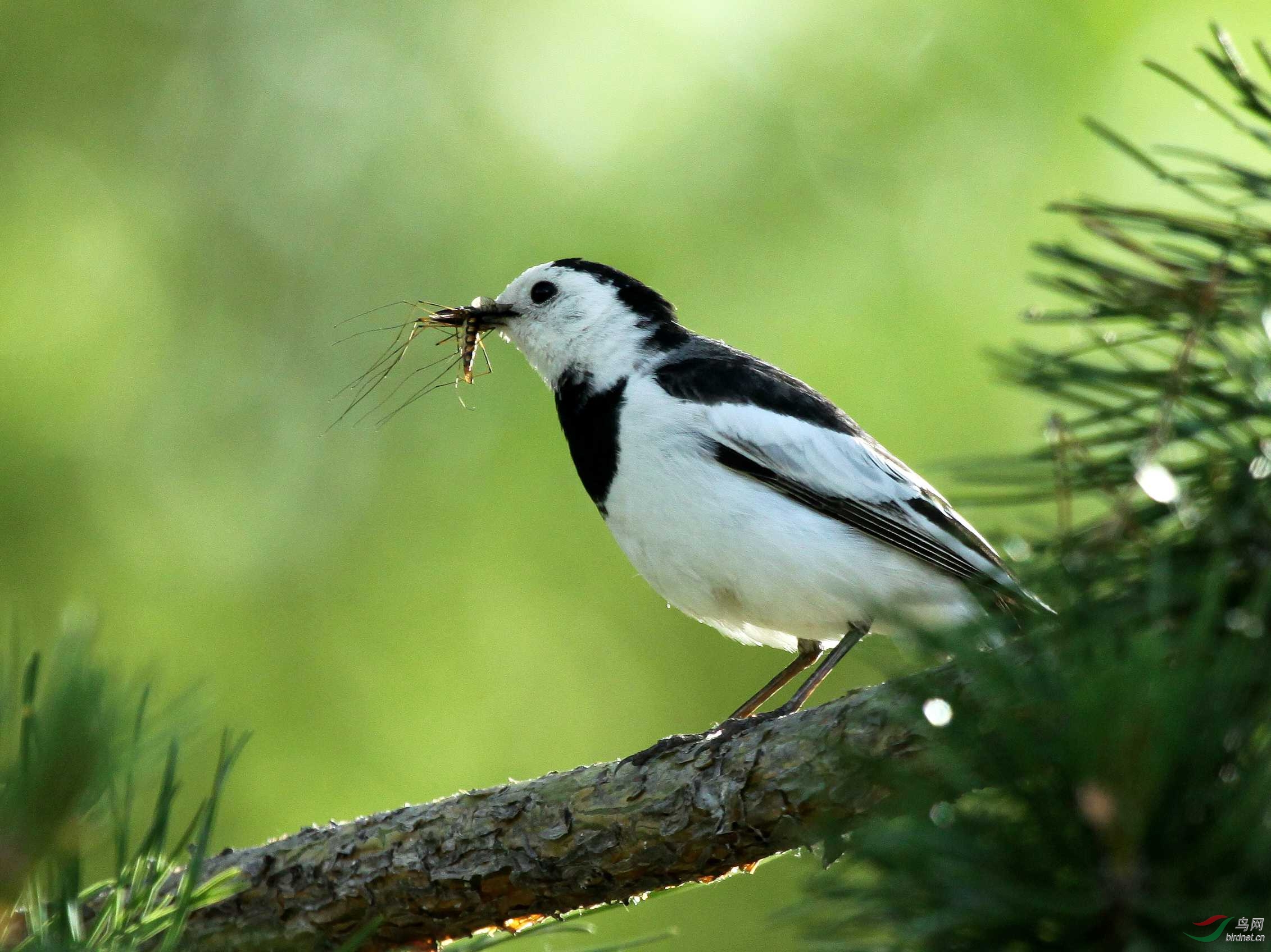 一组白鹡鸰祝各位版主及林鸟版各位老师元旦快乐也为2014总结感谢各位