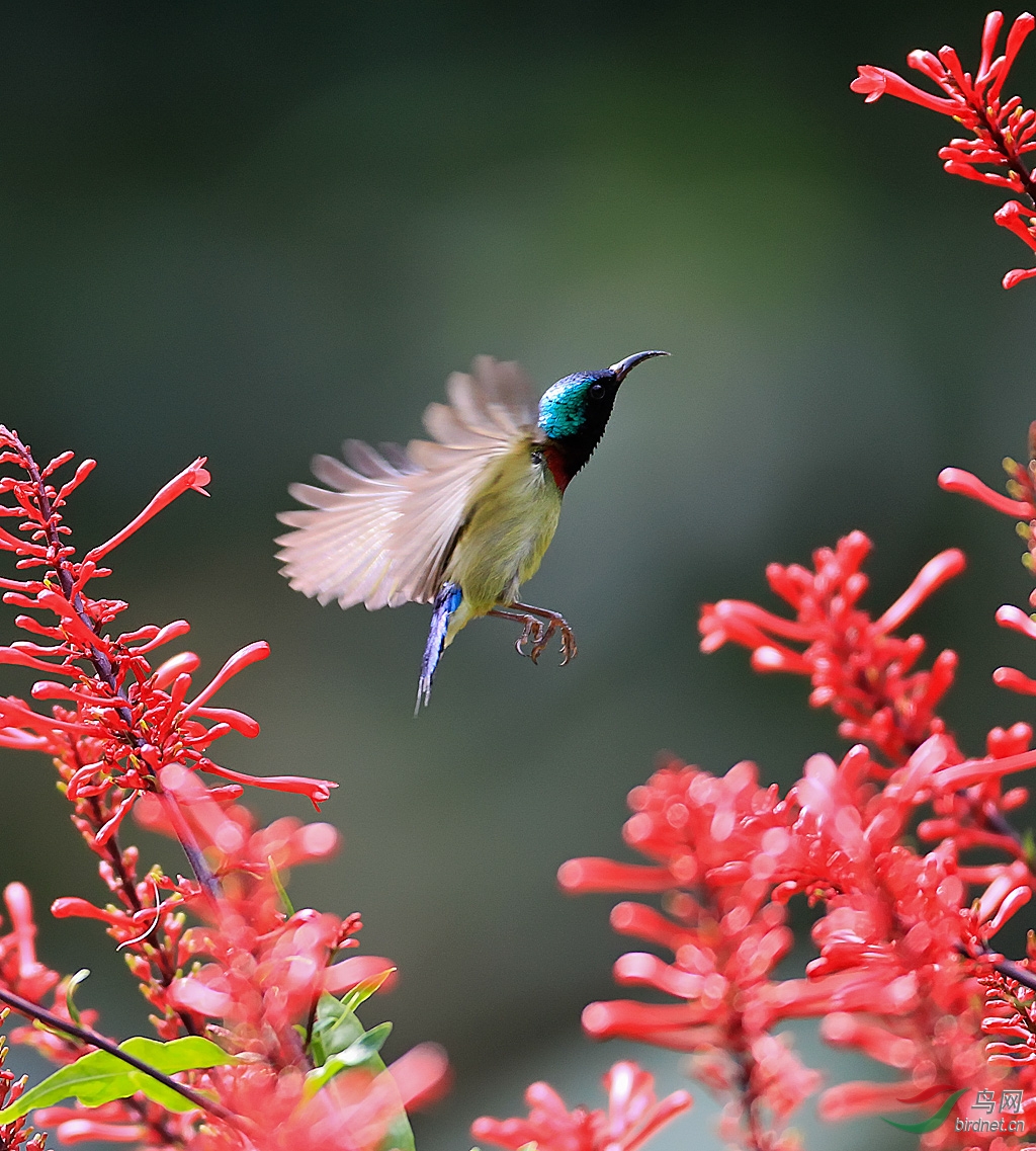 红苞花上的太阳鸟