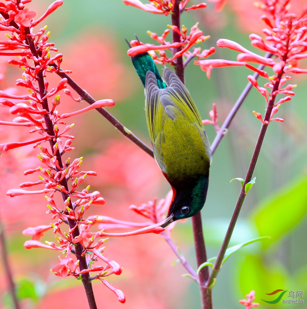 红苞花上的太阳鸟