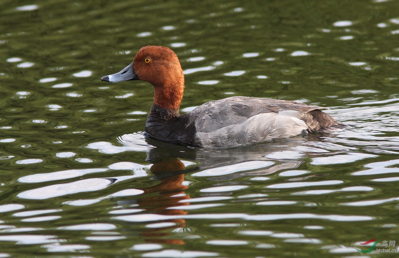 美洲潜鸭(红头)