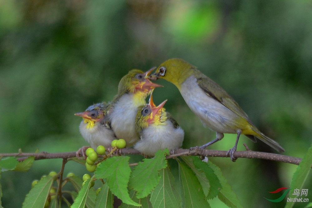 暗绿绣眼育雏;祝大家新年快乐!