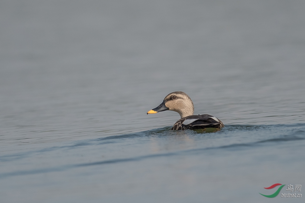 灰头鸭.jpg