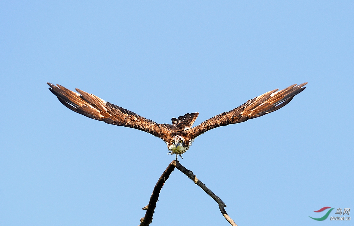 祝愿各鸟友在新的一年里雄鹰展翅,鹏程万里,鸟运亨通!