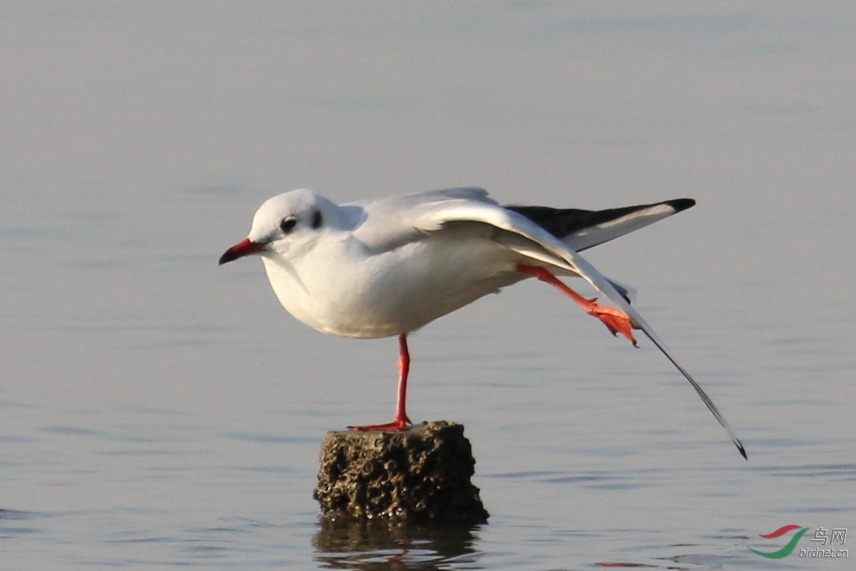 红嘴鸥