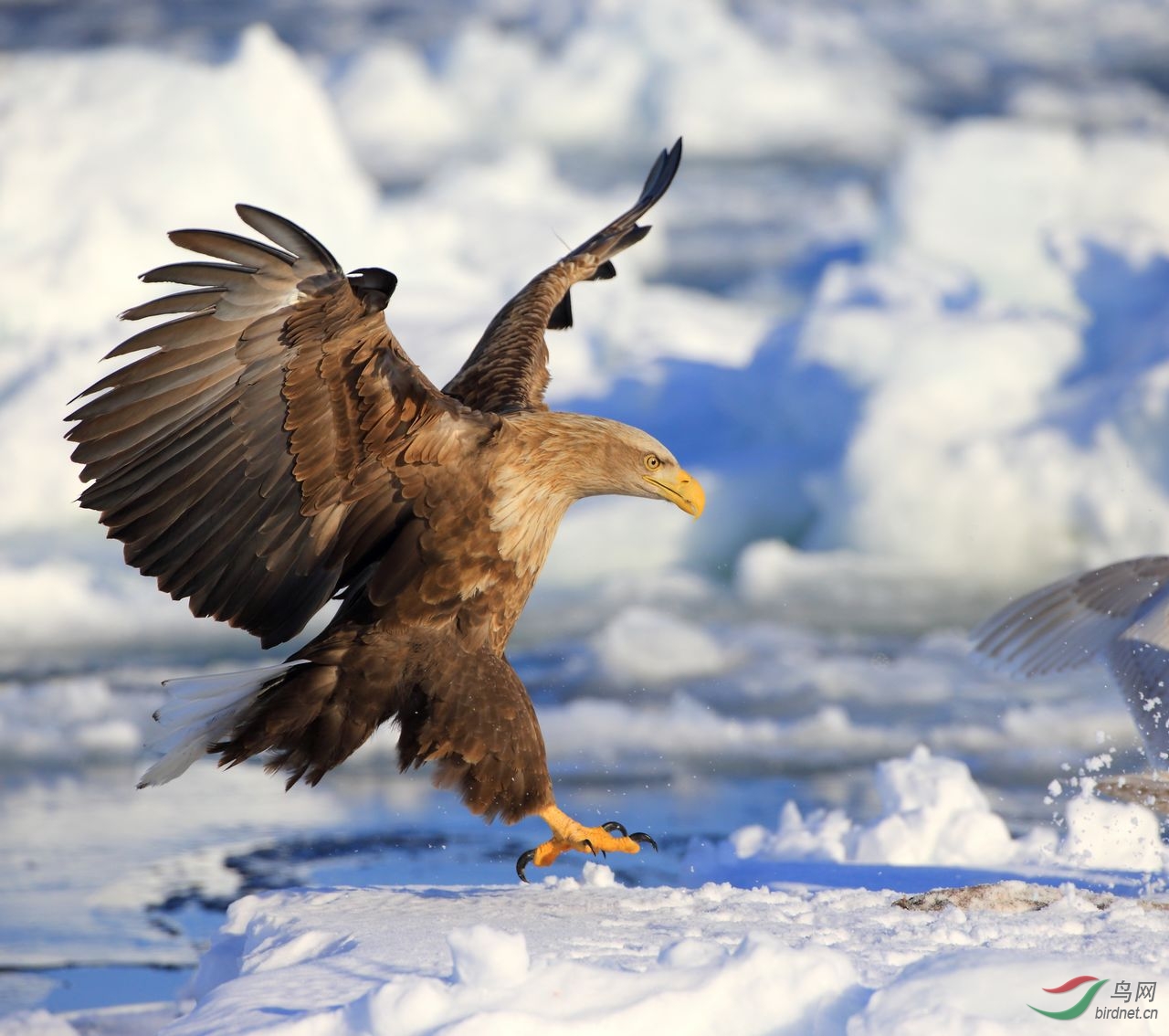 白尾雕的霸气不低于虎头雕