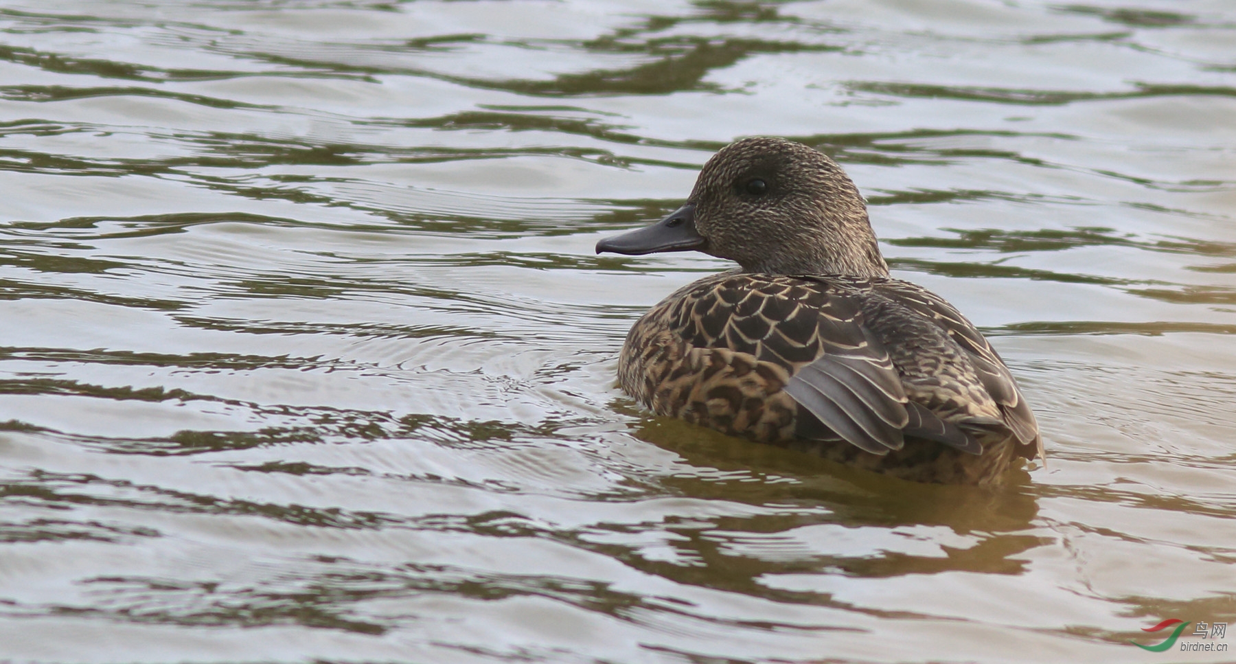 请问是什么鸭子?