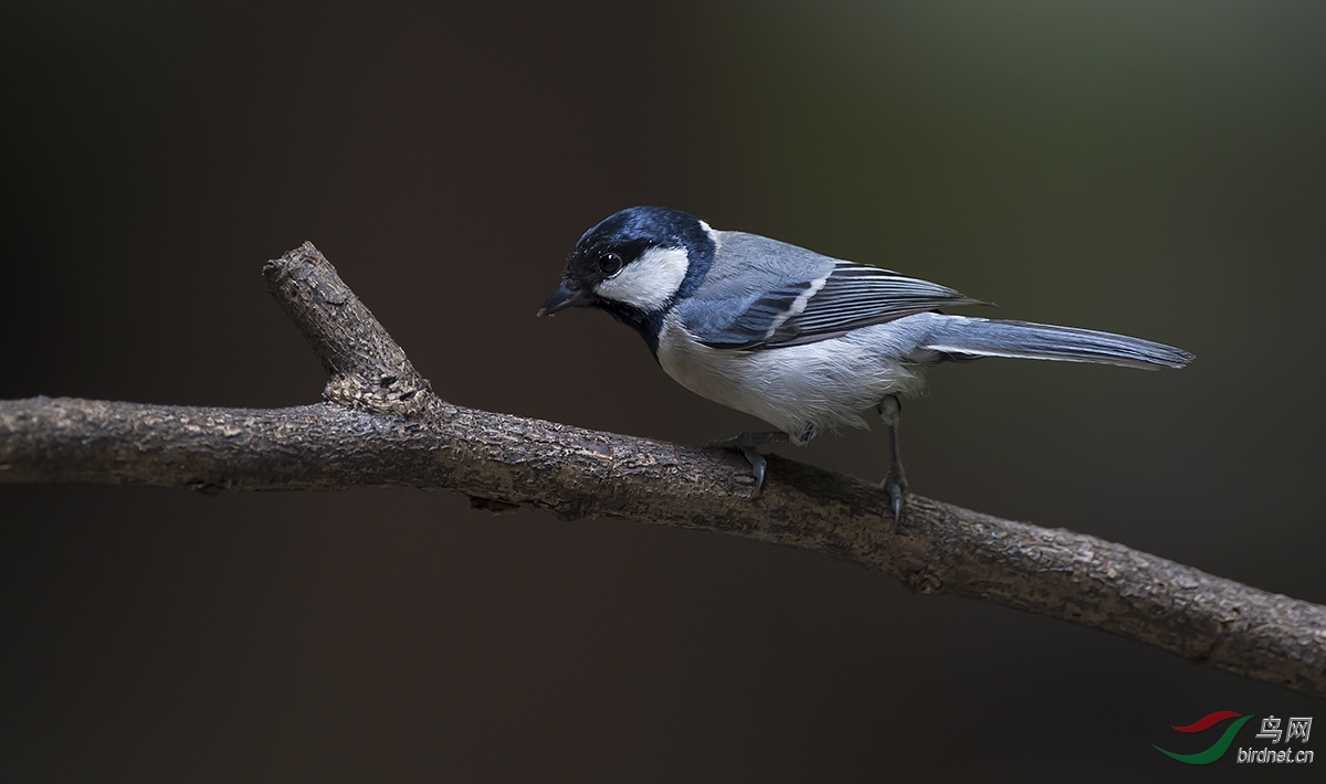 大山雀祝桂版鸟友新年快乐!