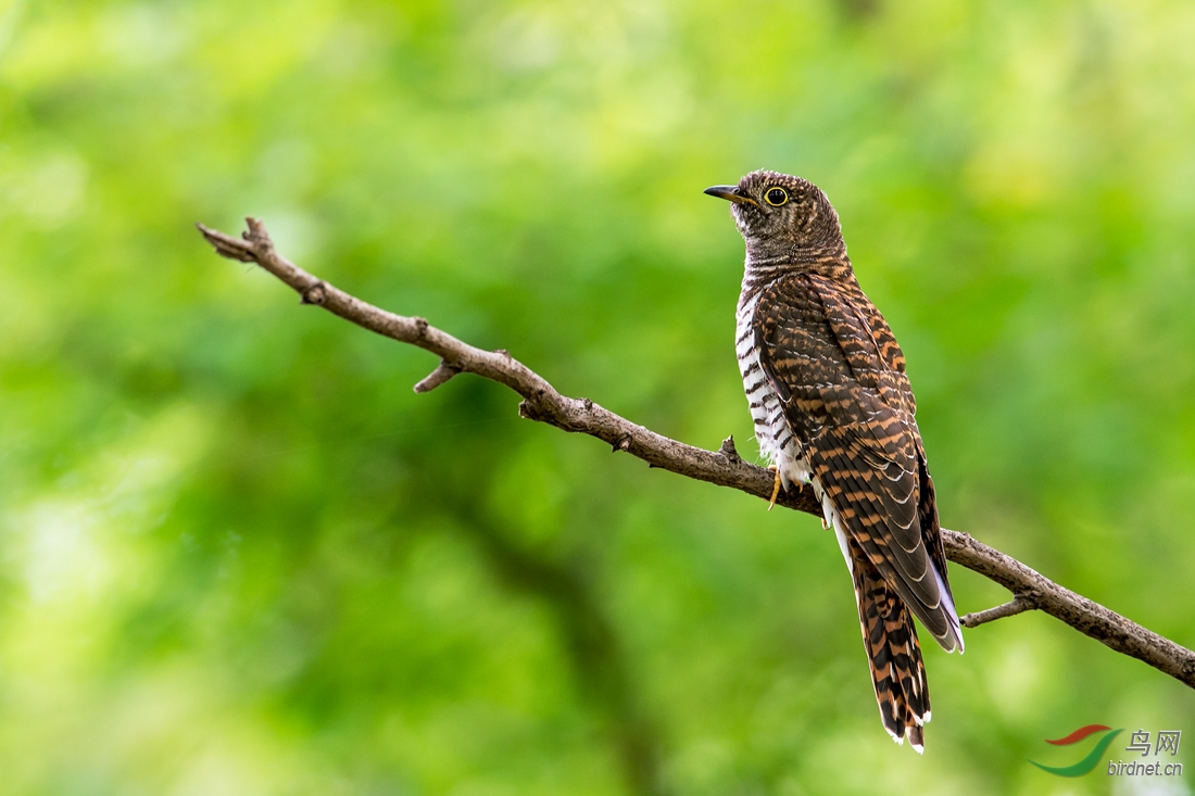 一组中杜鹃--祝鸟网暨江苏版的各位老师新年快乐,万事如意!