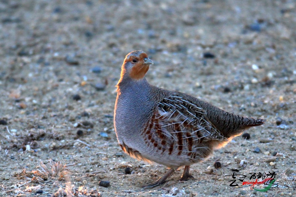 (灰山鹑)灰山鹑