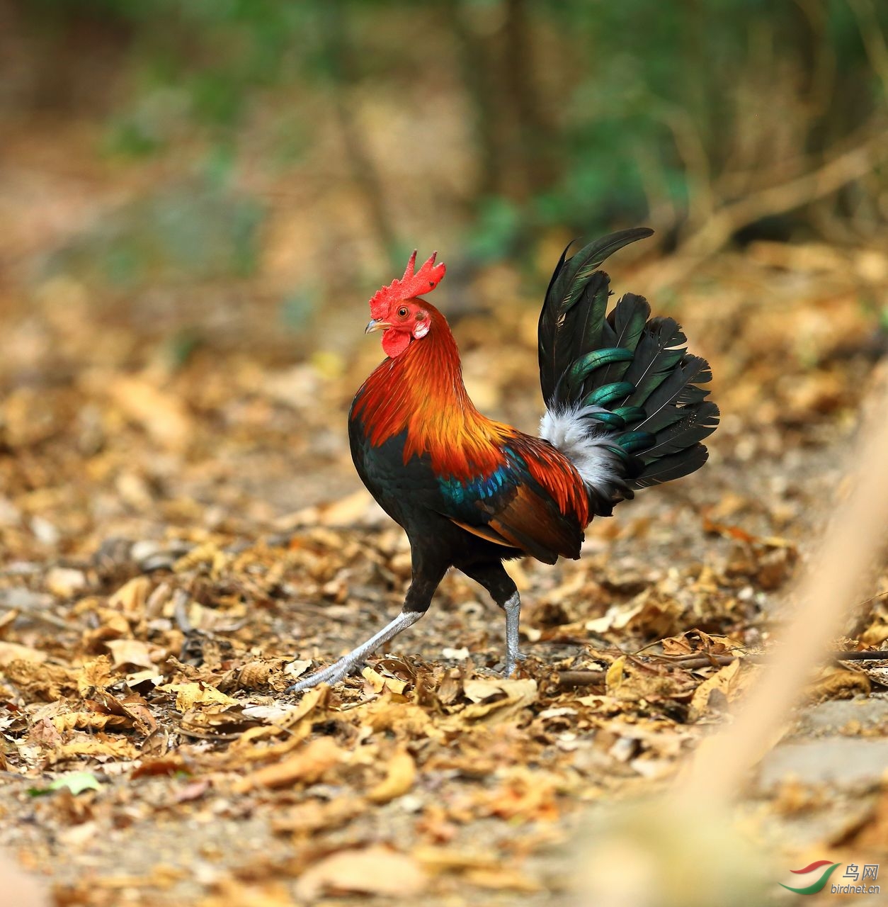 泰国大公鸡