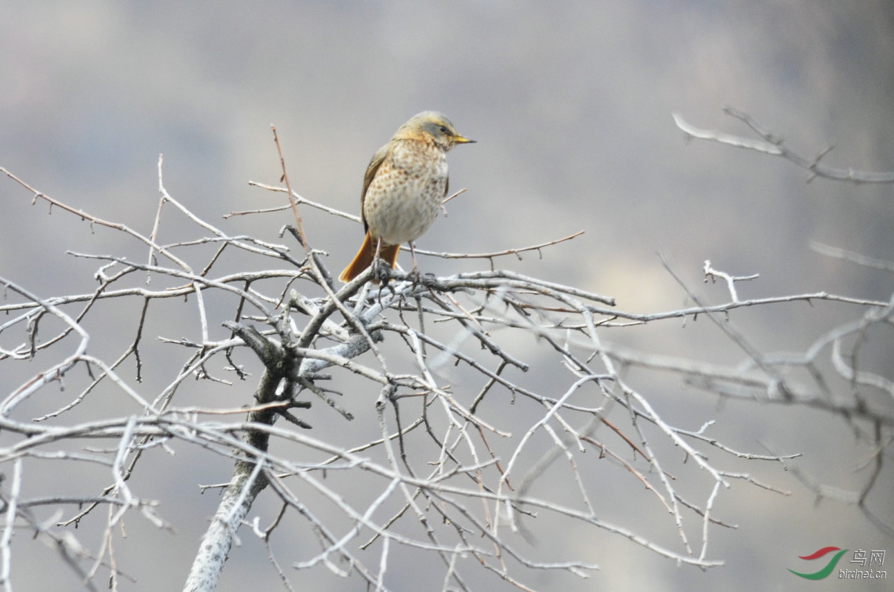 這三隻是不是都是斑鶇 - 鳥類識別 bird identification 鳥網