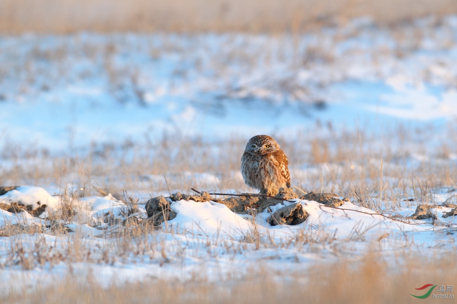 天冷了,猫冬吗?