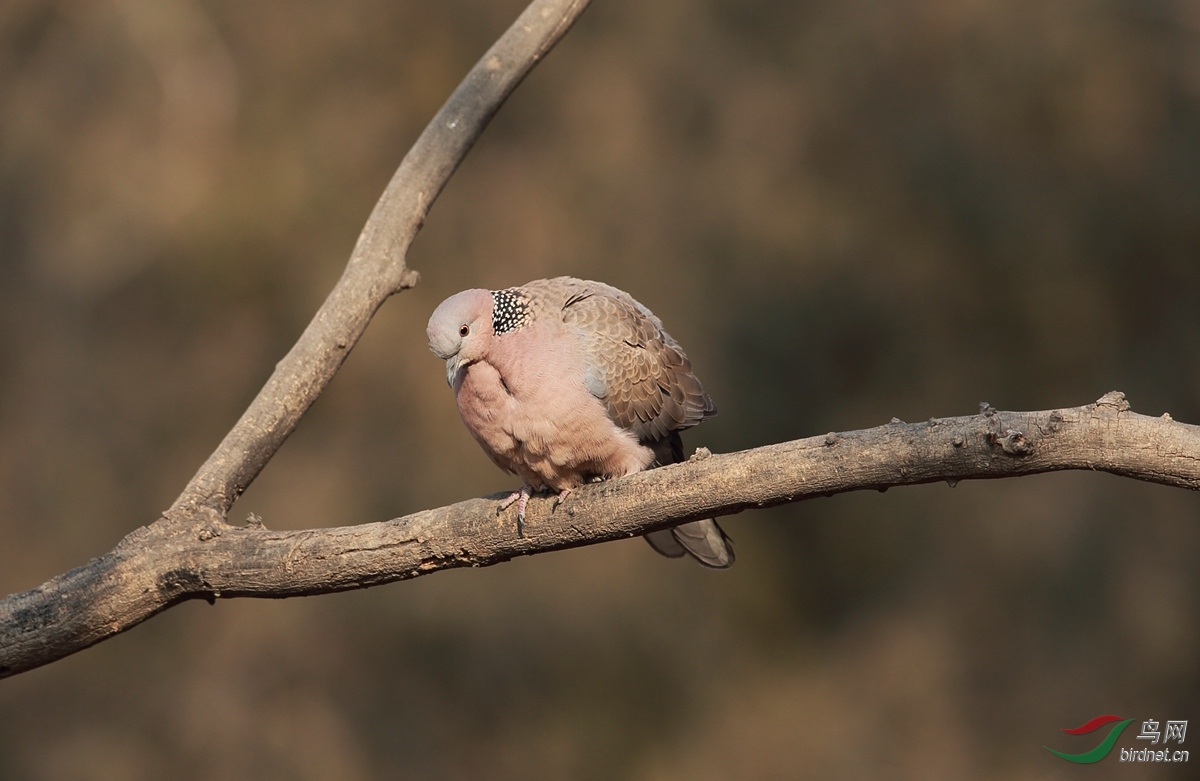枯树枝上的菜鸟斑鸠