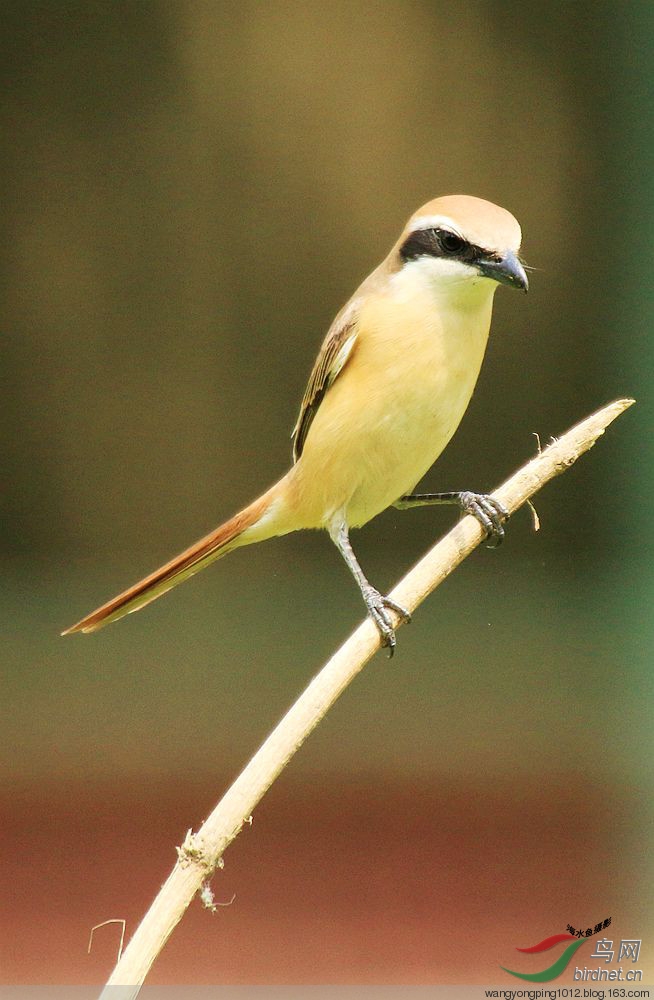 小型鸟中的猛禽—伯劳