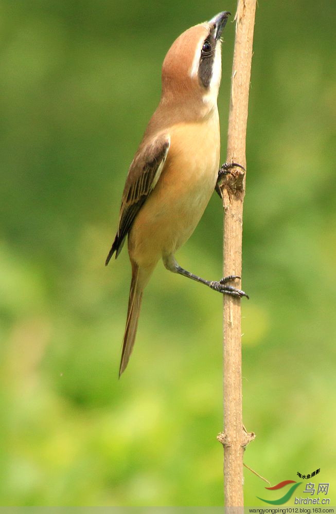 小型鸟中的猛禽—伯劳