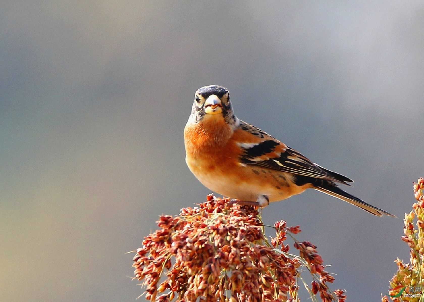 红高粱上的燕雀