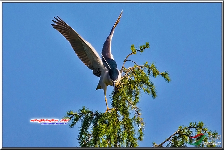 树梢上的芭蕾舞