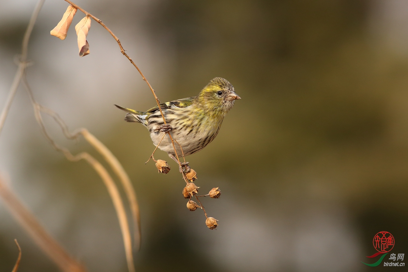 【特别萌的小黄雀】