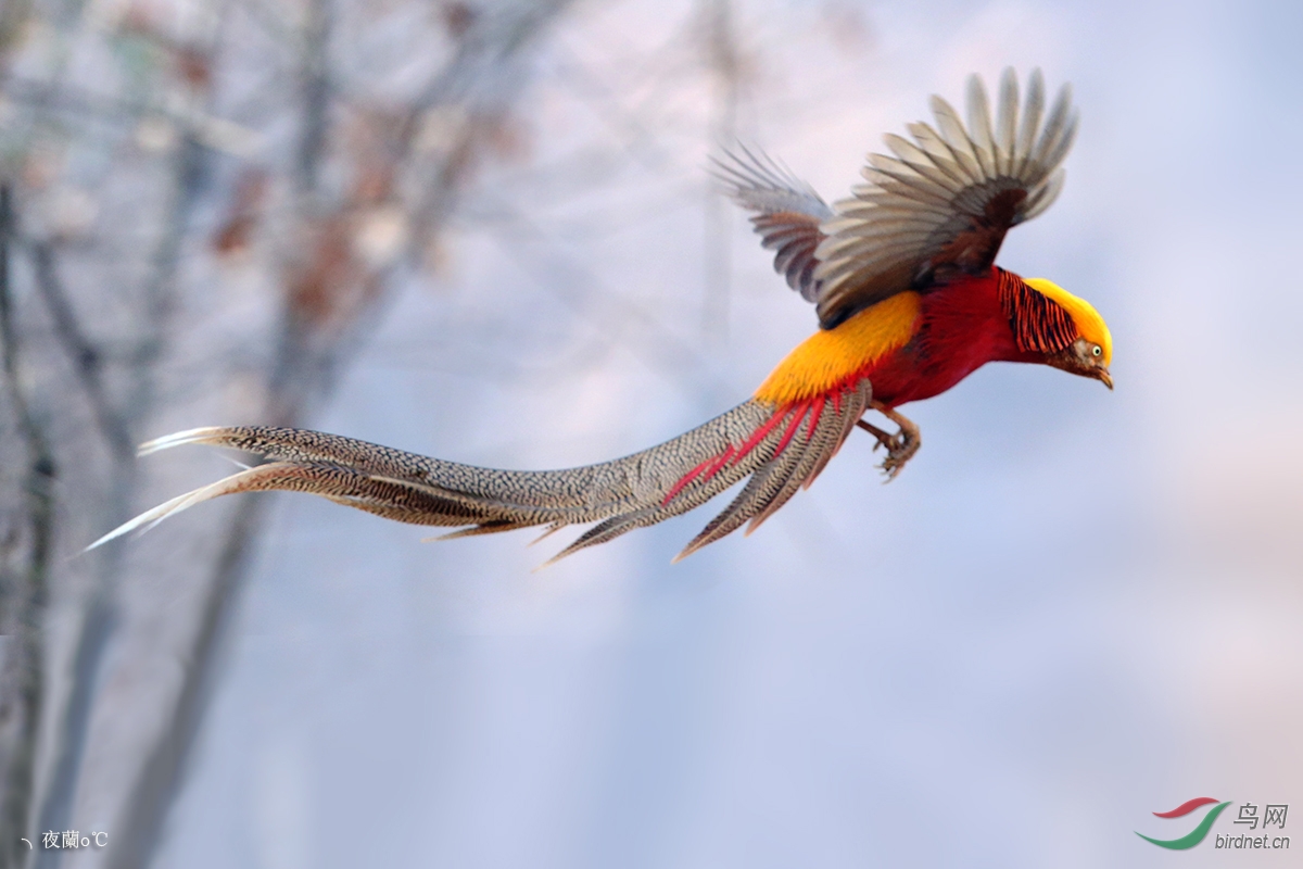 [林鸟] (红腹锦鸡)新年第一拍---飞翔的红腹锦鸡
