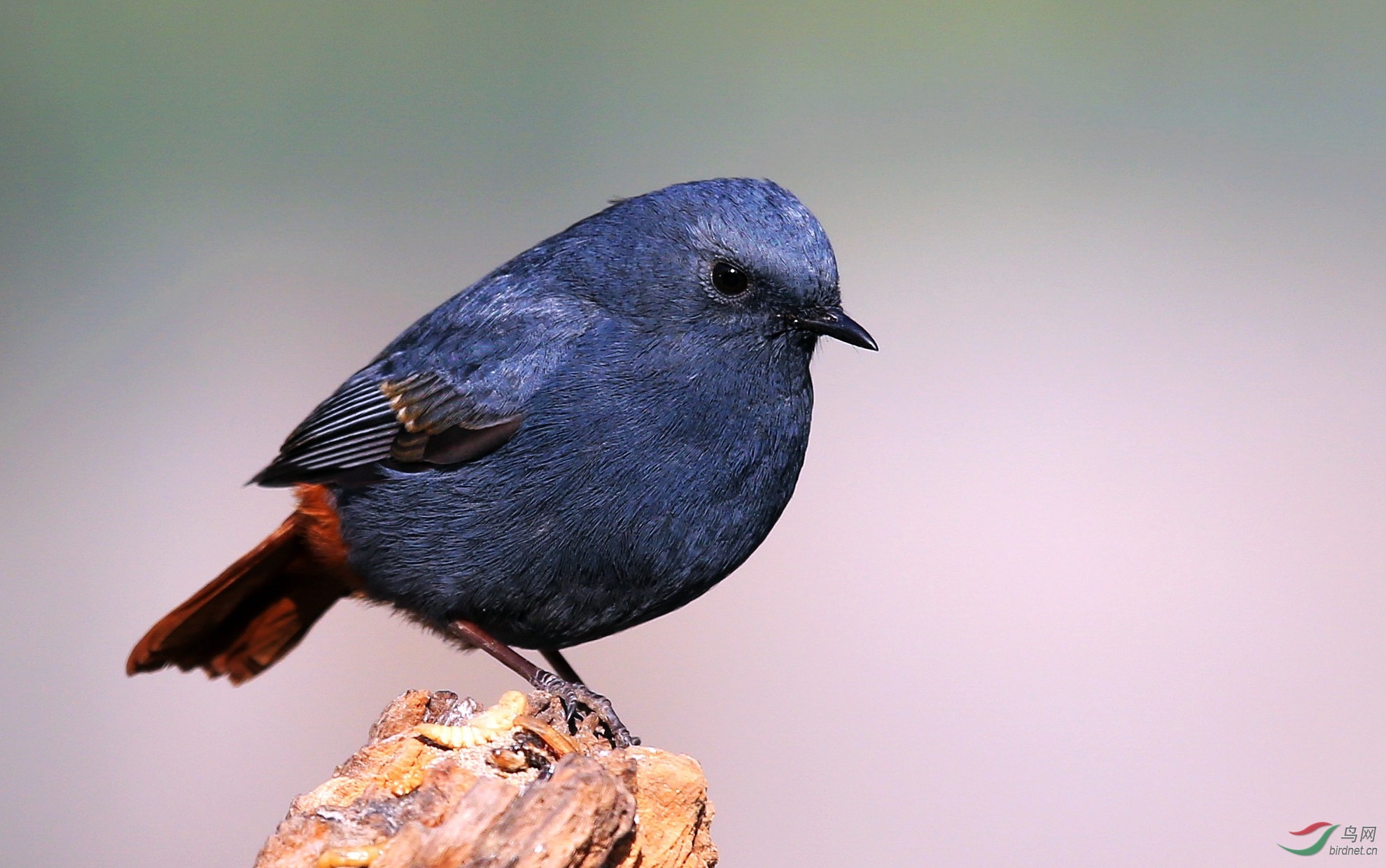六渡的红尾水鸲