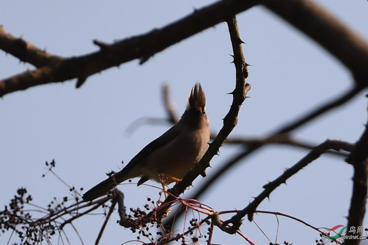 洋县冬季拍鸟记(白领凤鶥)