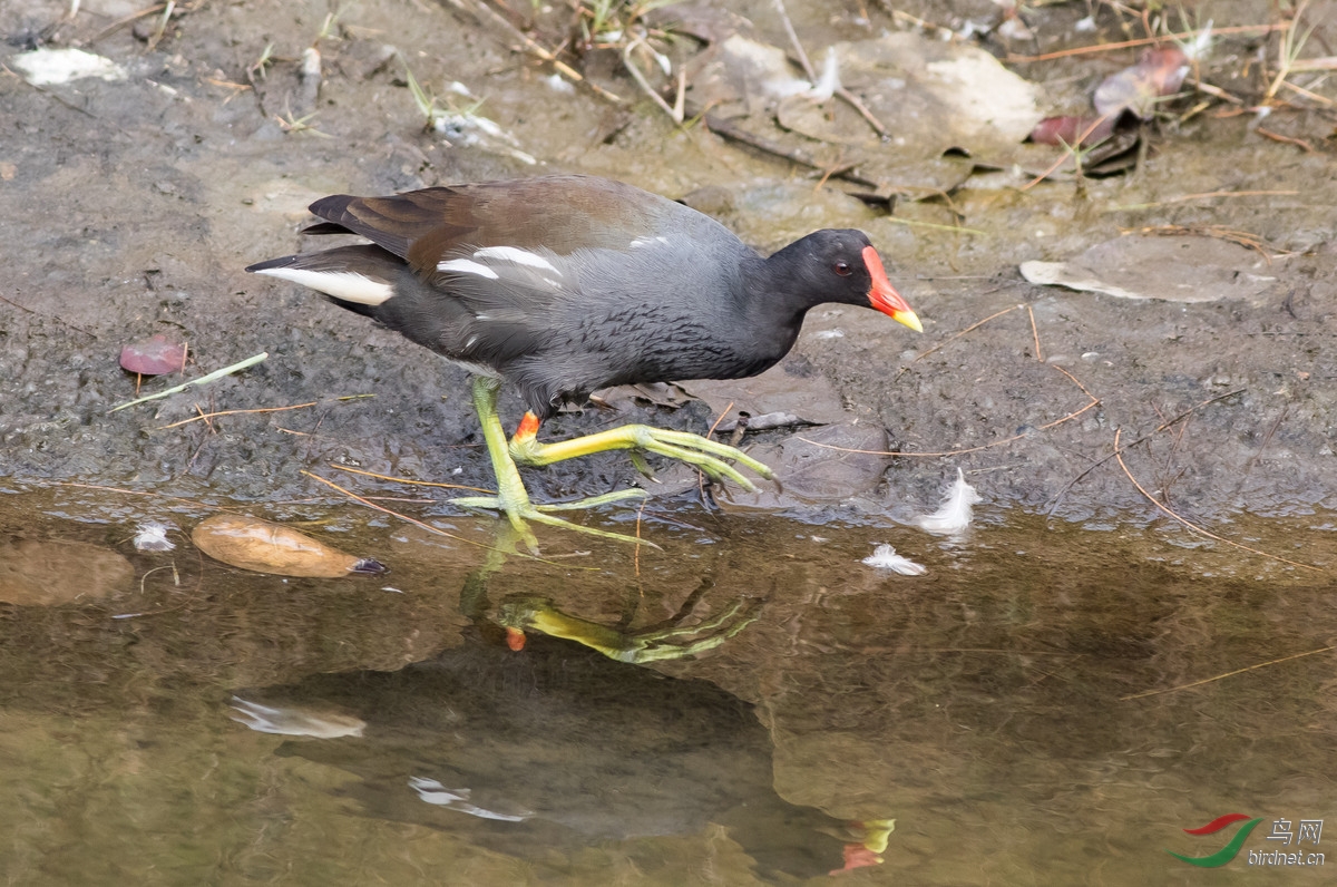 红冠水鸡-鳌鼓溼地12月中-2.jpg