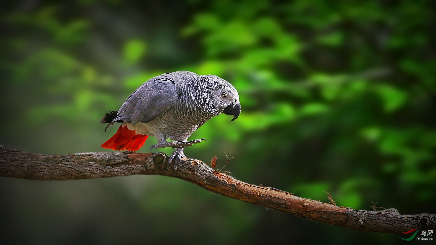 快乐拍鸟,高兴就好------再发鹦鹉照片2p