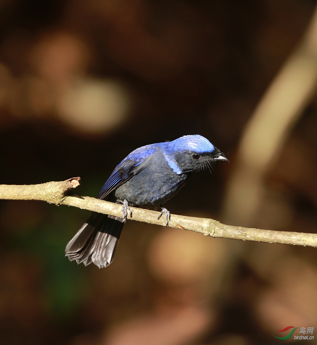 大仙翁(雌,雄)一组