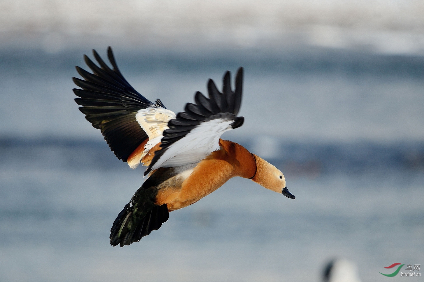 近摄飞鸭多角度