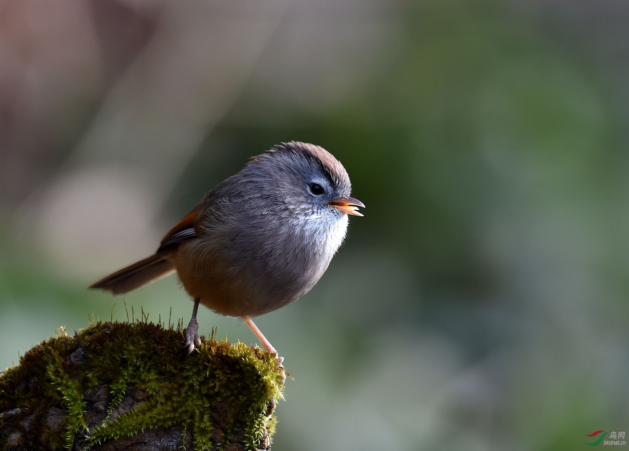 (栗头雀鹛)新的一年,祝贵州鸟网欣欣向荣