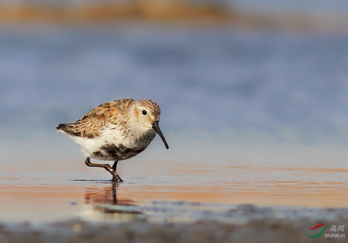 几片鸻鹬类水鸟