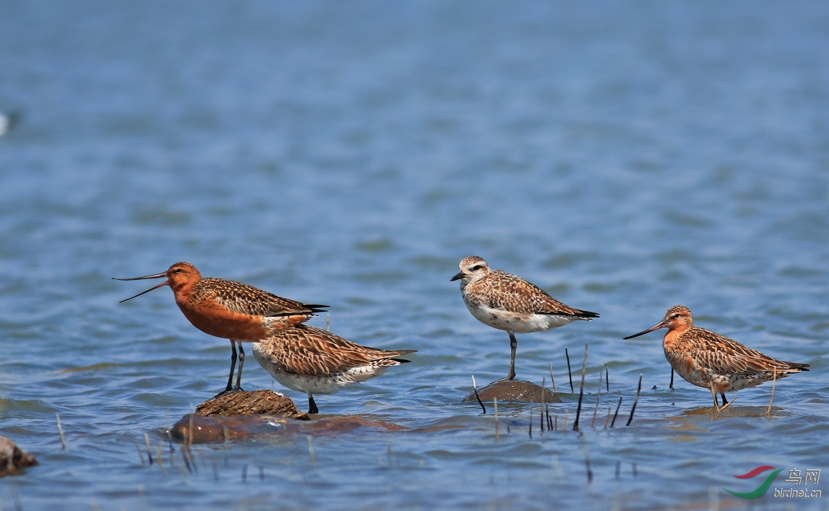 几片鸻鹬类水鸟