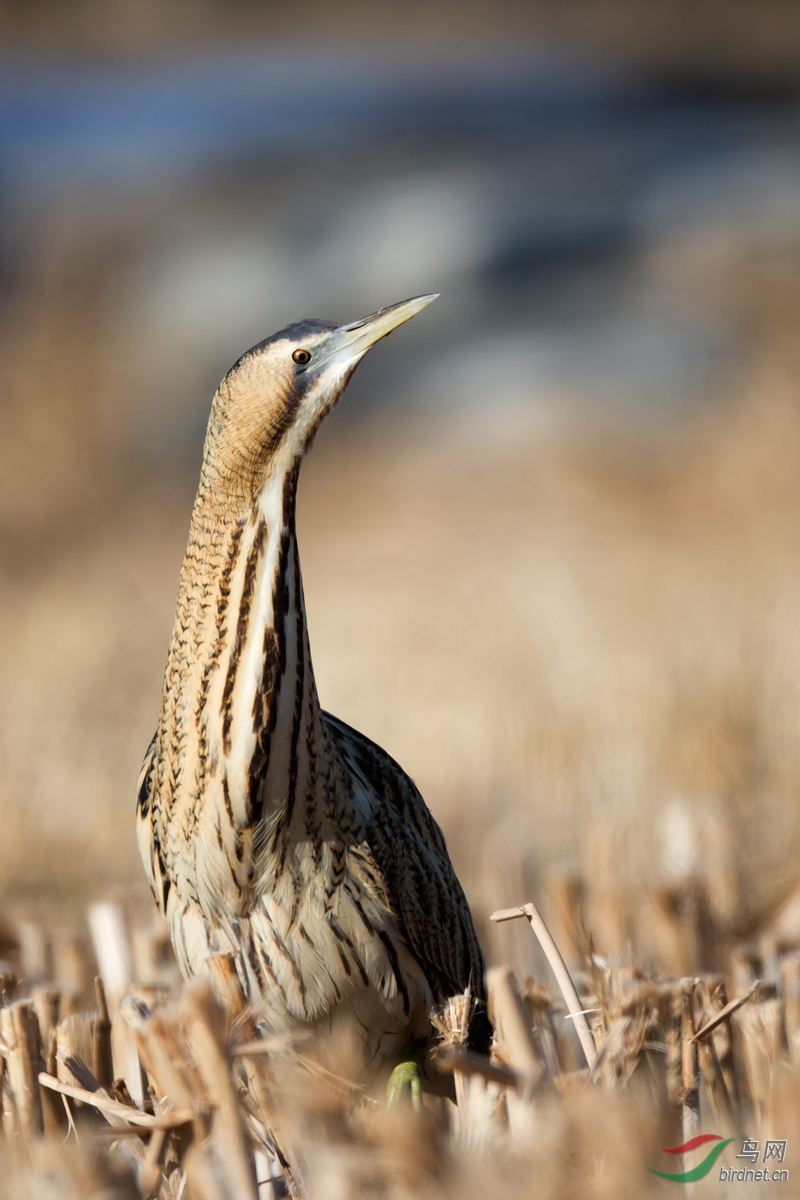 北京奥体的大麻鷃