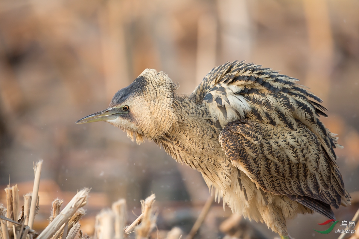 北京奥体的大麻鷃