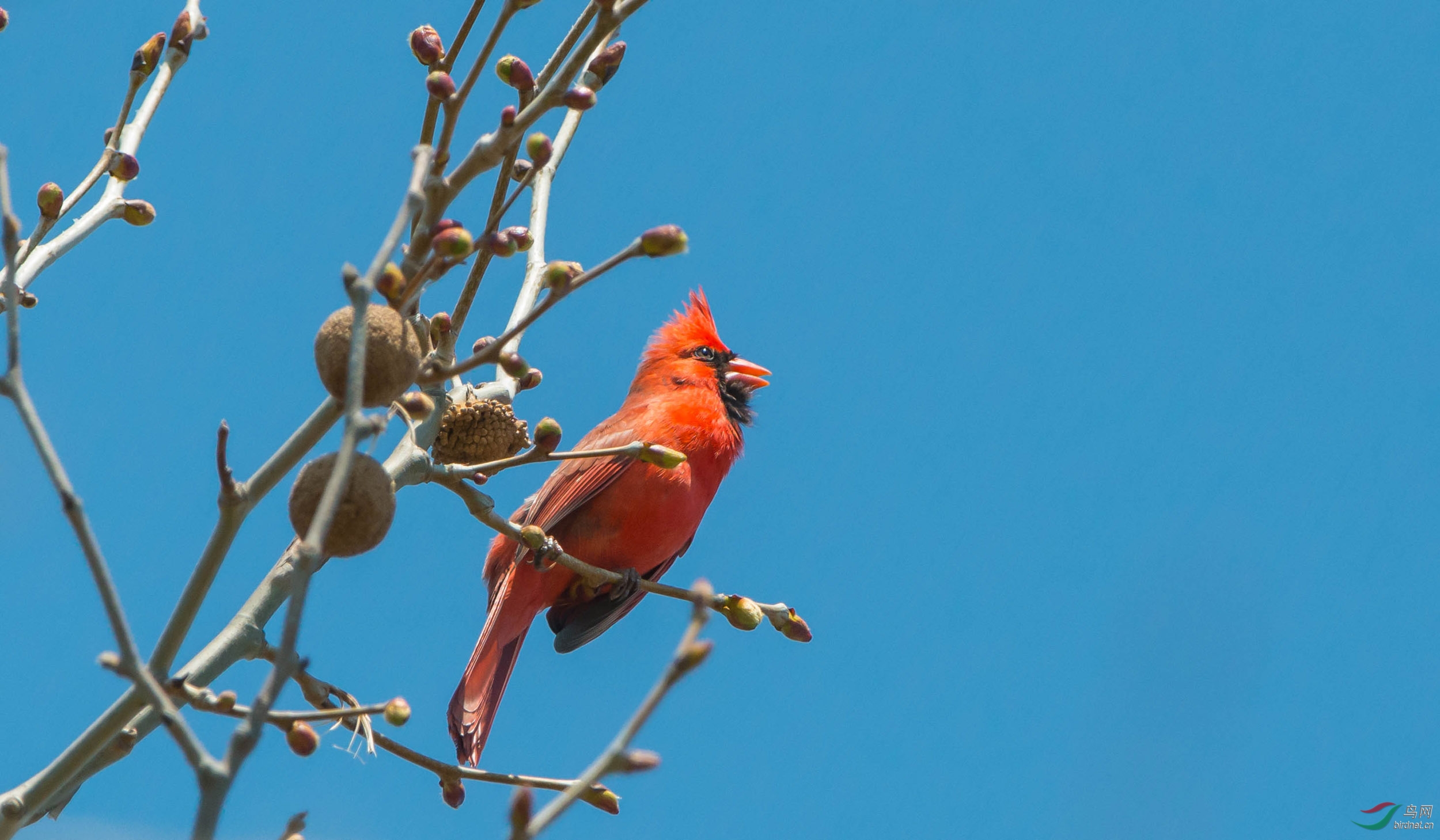 主红雀主红雀轶事雄鸟