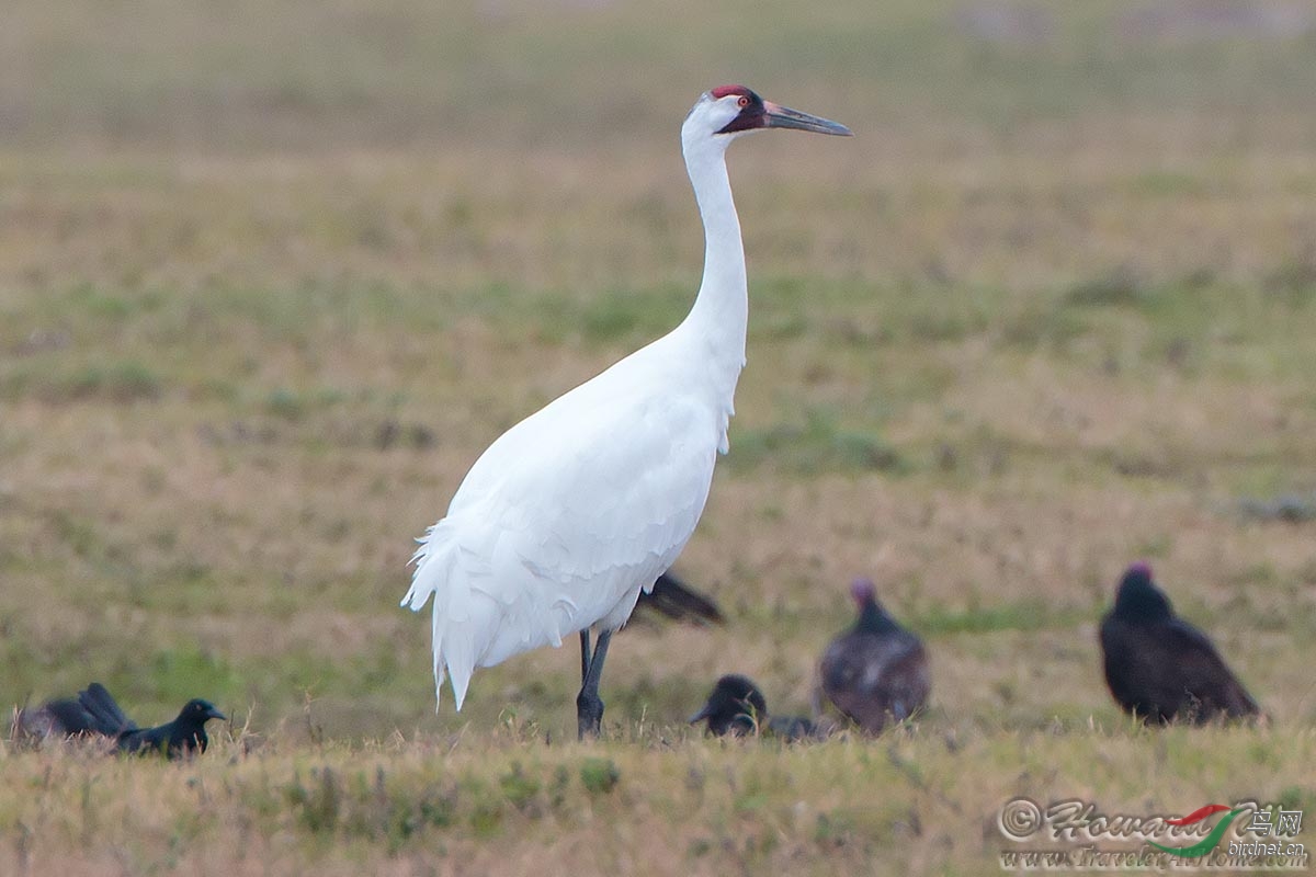 世界上最珍稀的鹤:高鸣鹤(whooping crane)