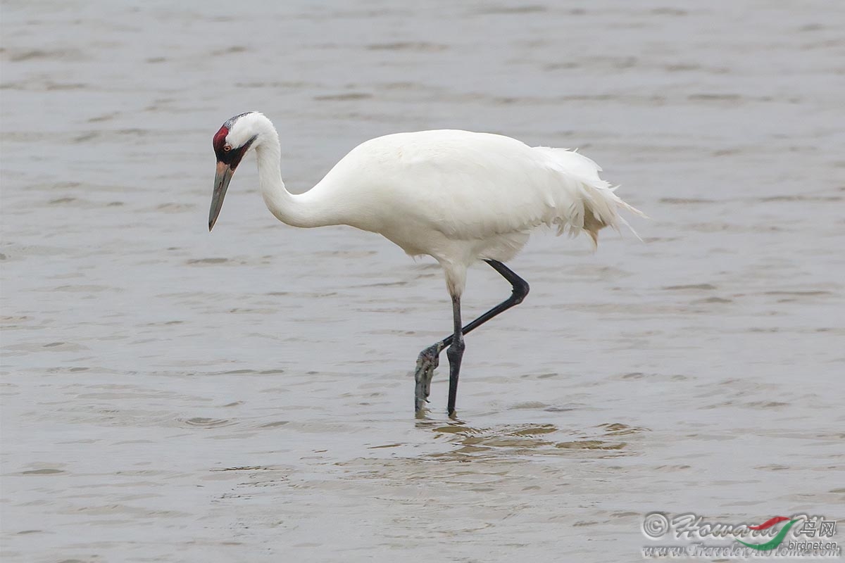世界上最珍稀的鹤:高鸣鹤(whooping crane)