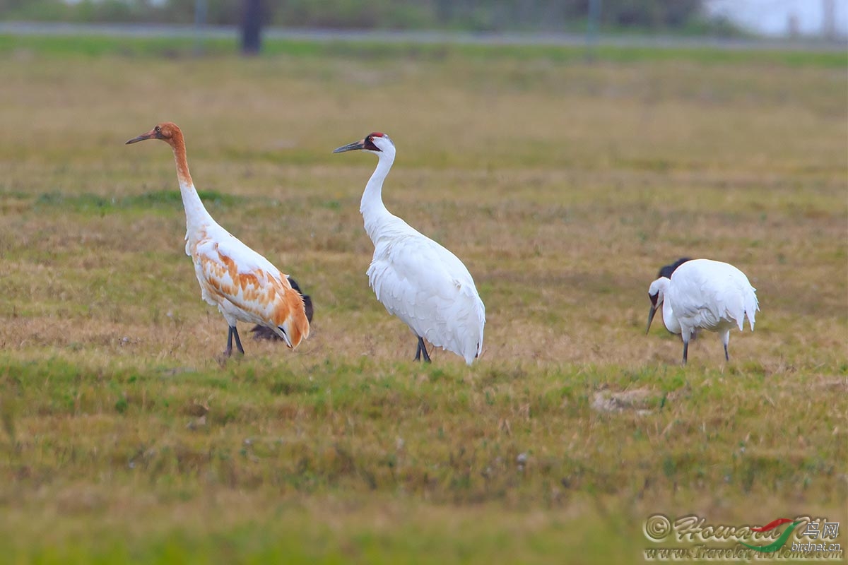 世界上最珍稀的鹤:高鸣鹤(whooping crane)