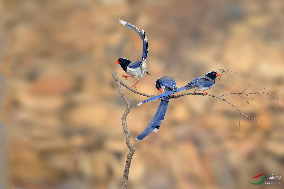 红嘴蓝鹊舞者获鸟网首页精华图片