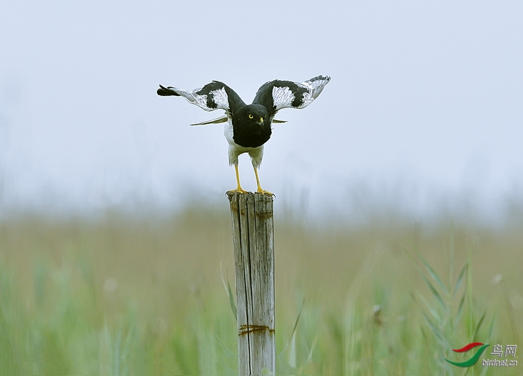 陕西版"2014十佳图片"版主推荐(二) - 陕西版 shanxi 鸟网