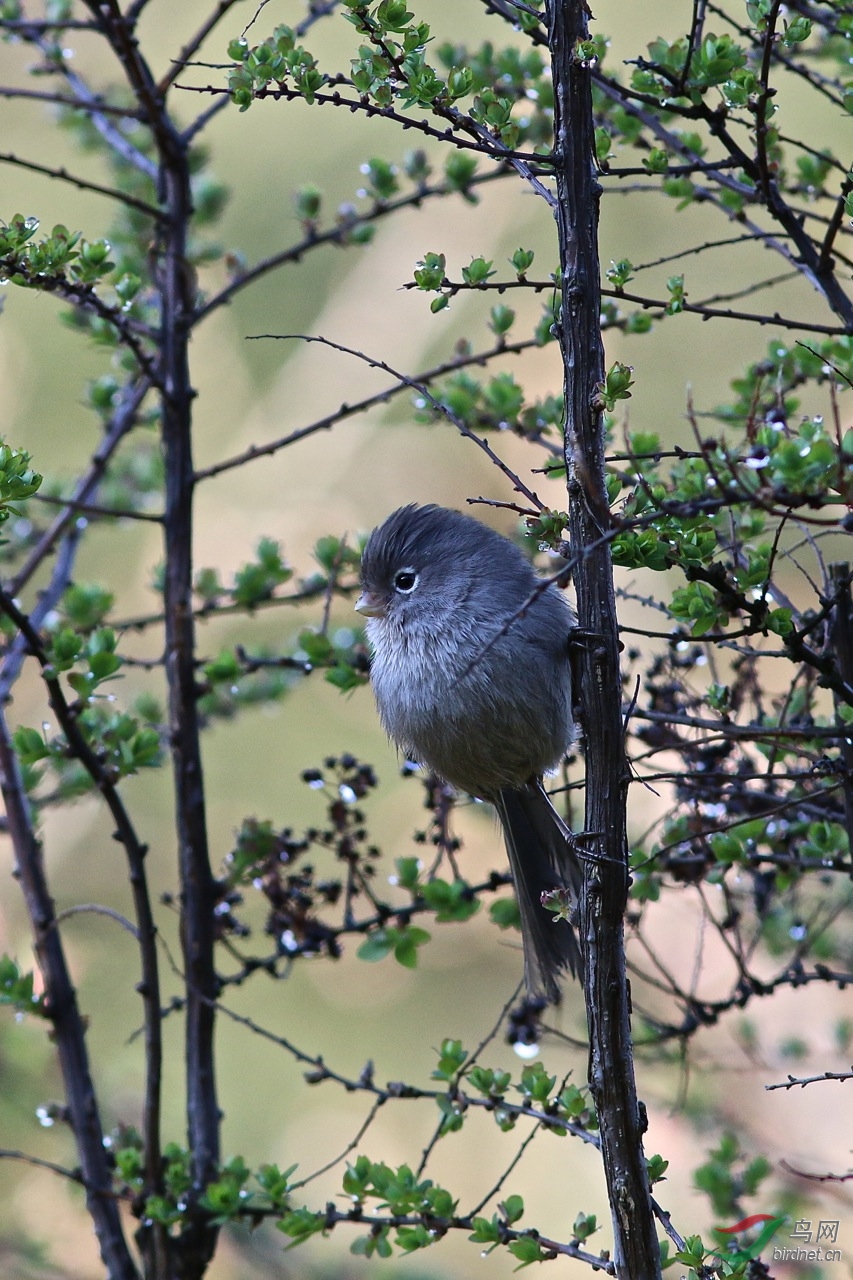 (暗色鸦雀)中国特有种 暗色鸦雀 grey-hooded parrotbill 峨眉山拍摄
