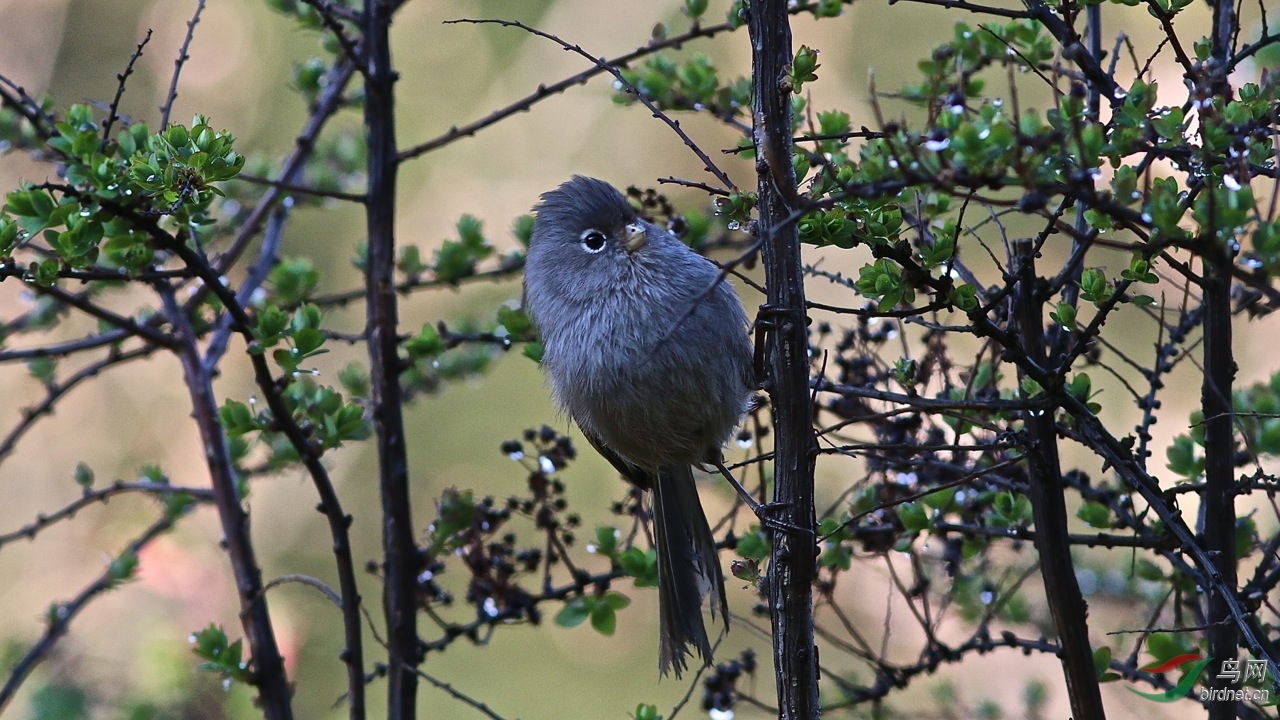 (暗色鸦雀)中国特有种 暗色鸦雀 grey-hooded parrotbill 峨眉山拍摄