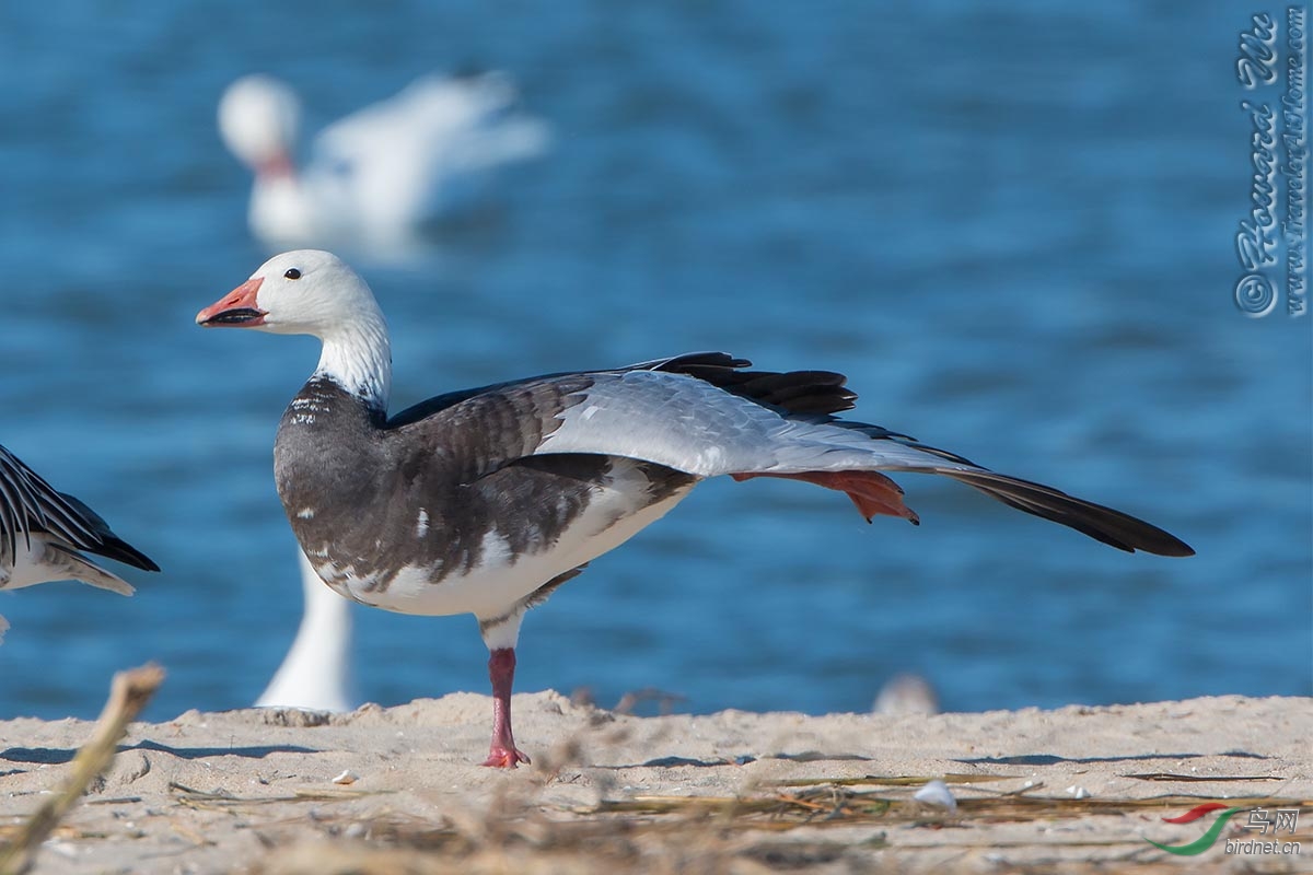 一组雪雁雪鹅snowgoose